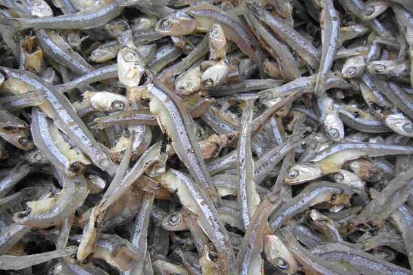 Loại cá được mệnh danh là "thức ăn cho cơm nhà nghèo", giá chỉ 10.000đ/kg, mình nhỏ nhưng cực nhiều chất- Ảnh 1. Loại cá được mệnh danh là "thức ăn cho cơm nhà nghèo", giá chỉ 10.000đ/kg, mình nhỏ nhưng cực nhiều chất- Ảnh 1.