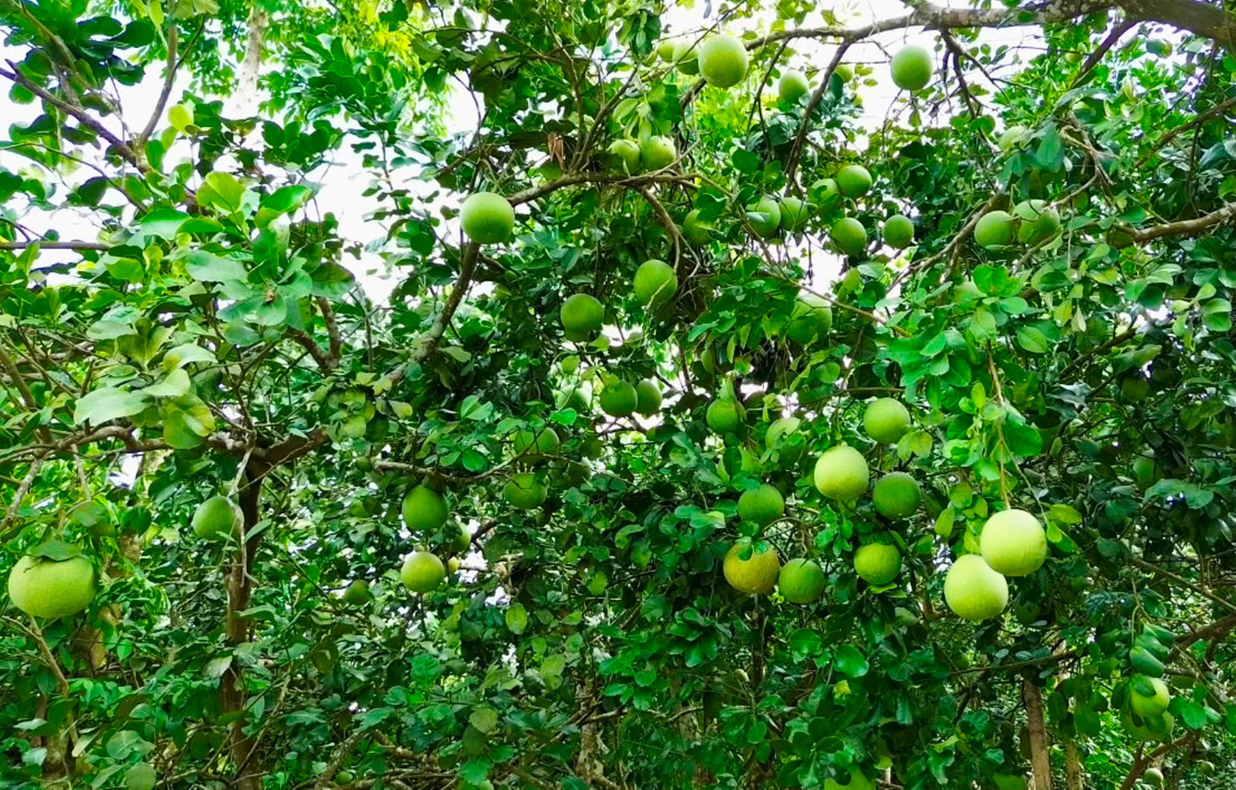 Huế vào mùa quả ngọt thanh, ruột giòn, hương thơm không nơi nào có- Ảnh 1. Huế vào mùa quả ngọt thanh, ruột giòn, hương thơm không nơi nào có- Ảnh 1.