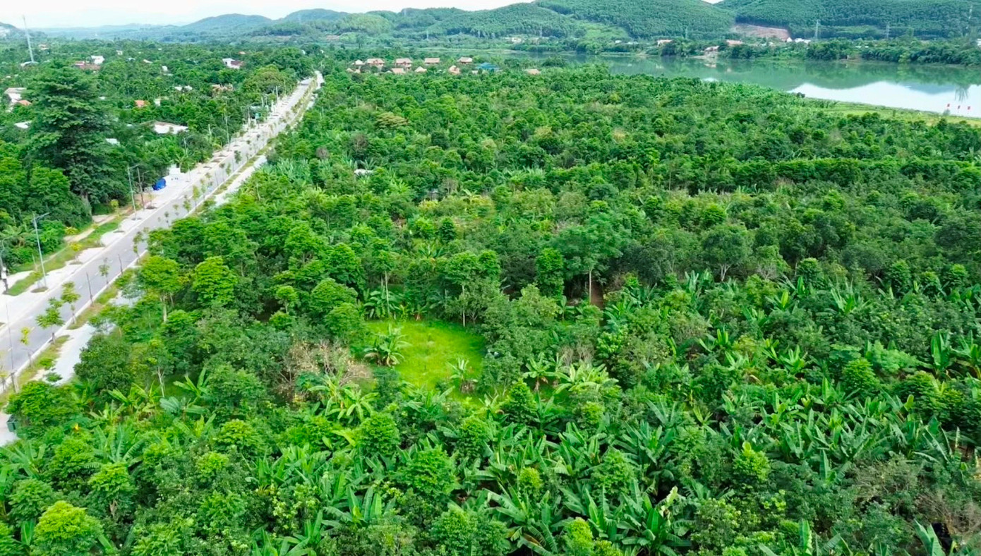 Huế vào mùa quả ngọt thanh, ruột giòn, hương thơm không nơi nào có- Ảnh 2. Huế vào mùa quả ngọt thanh, ruột giòn, hương thơm không nơi nào có- Ảnh 2.