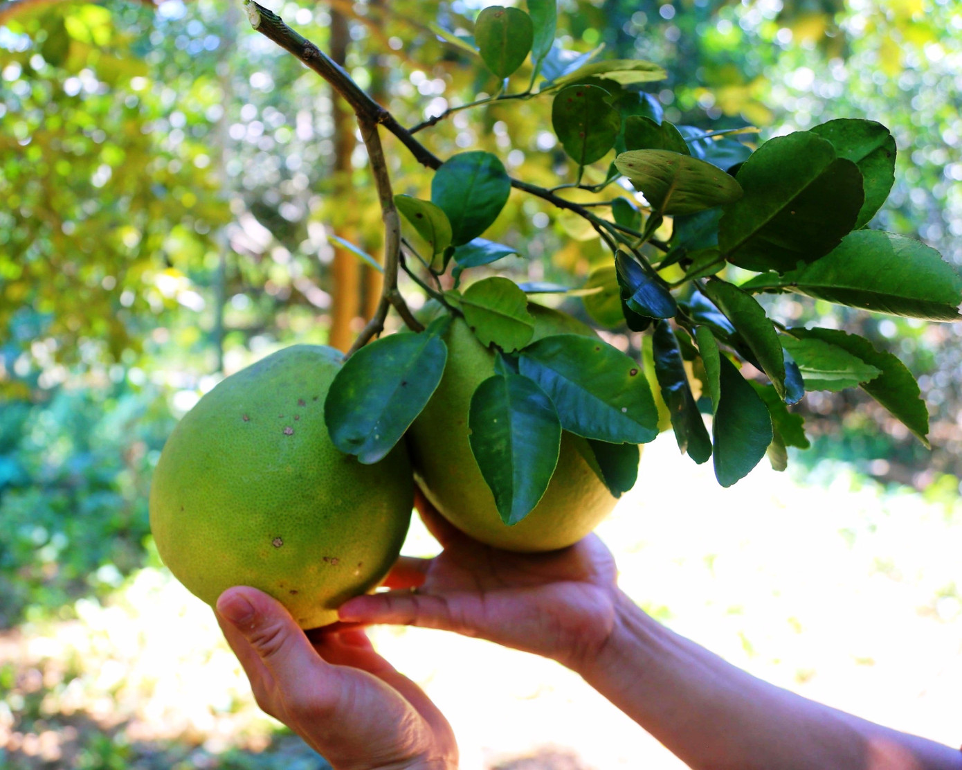 Huế vào mùa quả ngọt thanh, ruột giòn, hương thơm không nơi nào có- Ảnh 3. Huế vào mùa quả ngọt thanh, ruột giòn, hương thơm không nơi nào có- Ảnh 3.