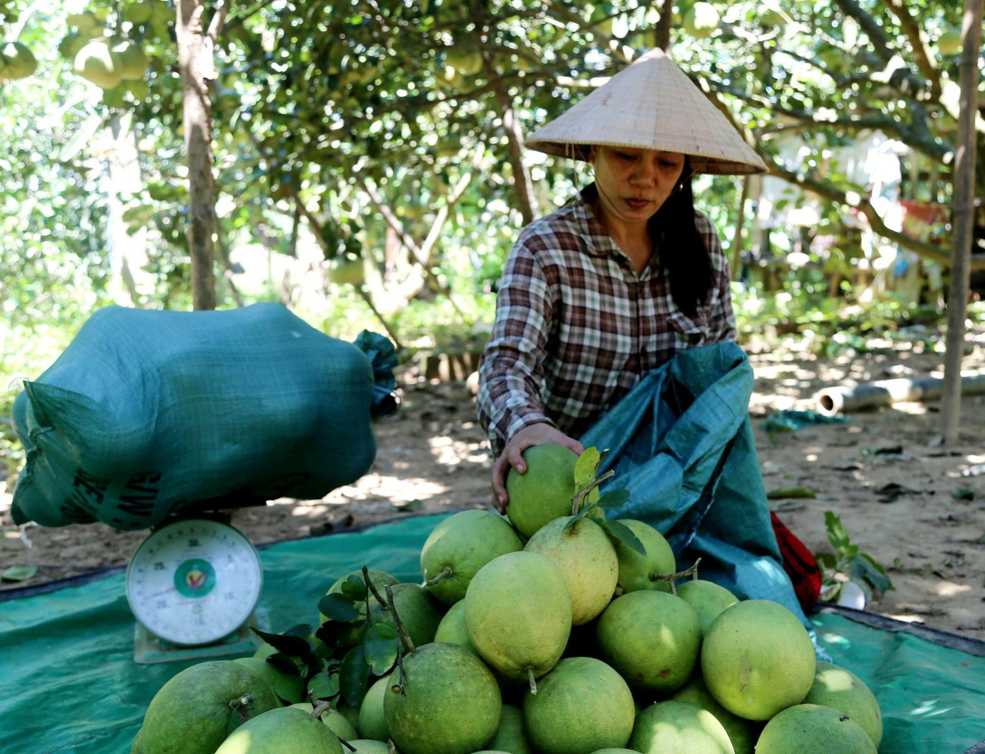 Huế vào mùa quả ngọt thanh, ruột giòn, hương thơm không nơi nào có- Ảnh 6. Huế vào mùa quả ngọt thanh, ruột giòn, hương thơm không nơi nào có- Ảnh 6.