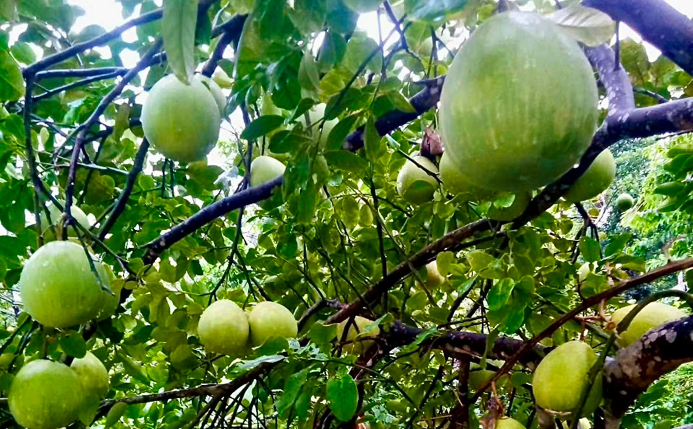 Huế vào mùa quả ngọt thanh, ruột giòn, hương thơm không nơi nào có- Ảnh 7. Huế vào mùa quả ngọt thanh, ruột giòn, hương thơm không nơi nào có- Ảnh 7.