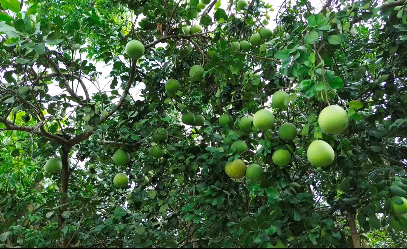 Huế vào mùa quả ngọt thanh, ruột giòn, hương thơm không nơi nào có- Ảnh 10. Huế vào mùa quả ngọt thanh, ruột giòn, hương thơm không nơi nào có- Ảnh 10.