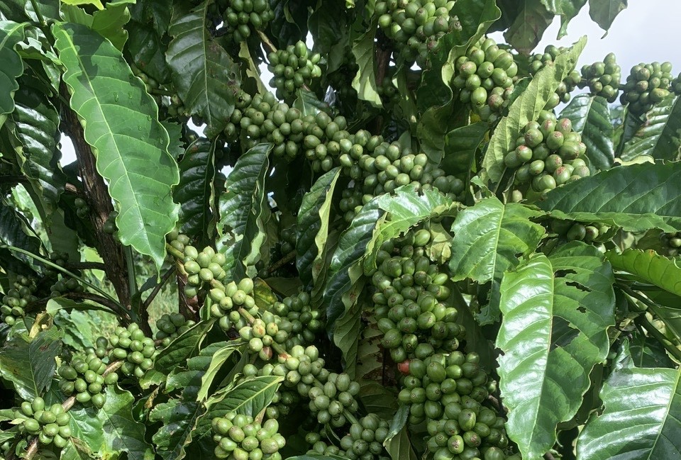 Giá cà phê hôm nay 19-10: Vào vụ vẫn tăng, nhờ đâu?- Ảnh 1. Giá cà phê hôm nay 19-10: Vào vụ vẫn tăng, nhờ đâu?- Ảnh 1.