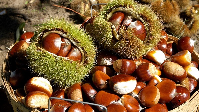 "Vua của trái cây khô" đang vào mùa, tốt ngang nhân sâm thuốc bổ, giá hơn 50.000 đồng/kg- Ảnh 1. "Vua của trái cây khô" đang vào mùa, tốt ngang nhân sâm thuốc bổ, giá hơn 50.000 đồng/kg- Ảnh 1.