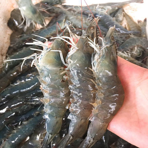 Có nên bỏ chỉ tôm không? Một ngư dân 60 tuổi xua tay "đừng làm thế nữa, chưa đủ đâu!"- Ảnh 1.