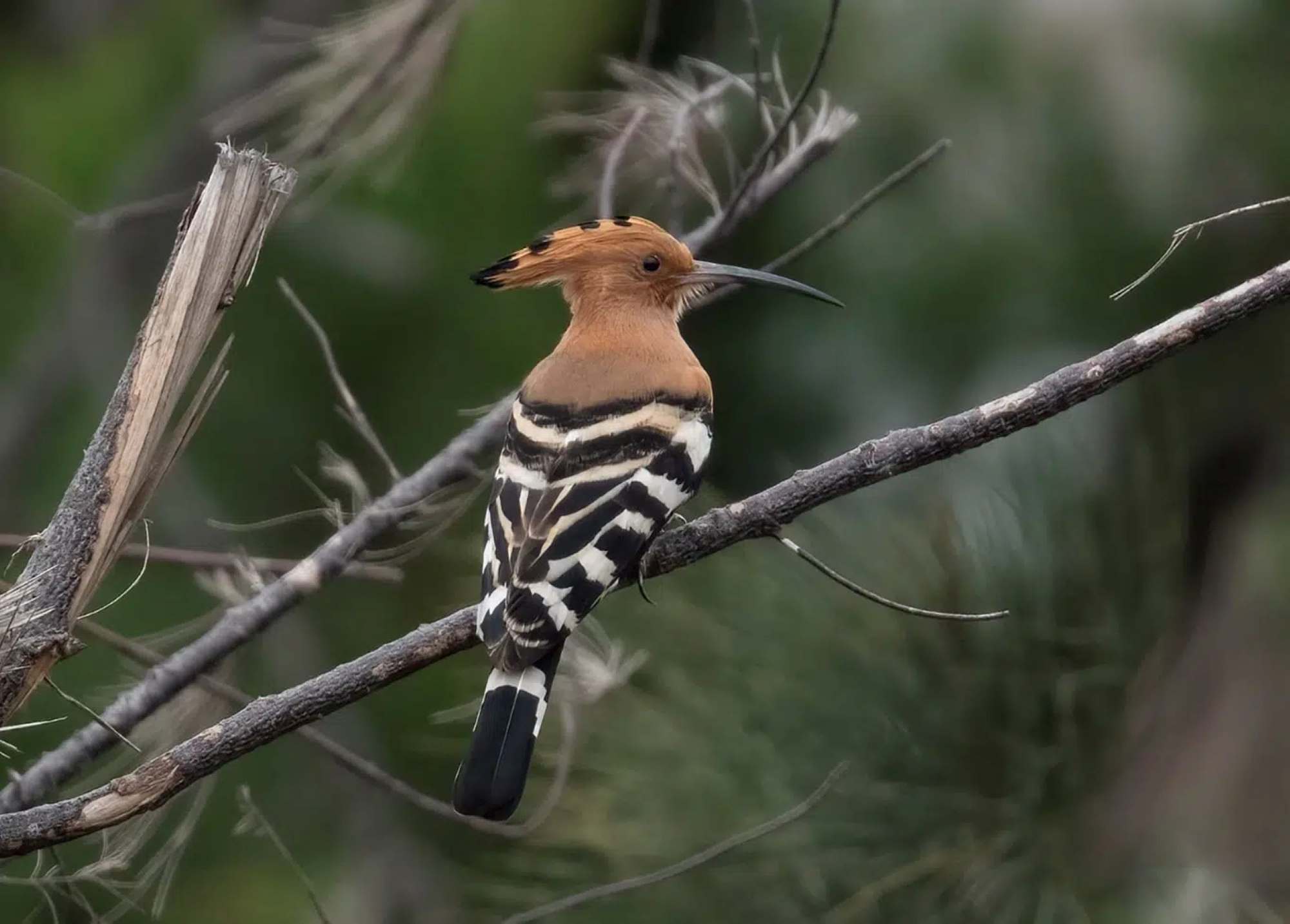 Khảo sát suốt nửa năm, phát hiện 27 "báu vật" lạ ở Vườn quốc gia Bái Tử Long: Một số cực quý hiếm, đang bên bờ tuyệt chủng- Ảnh 2.