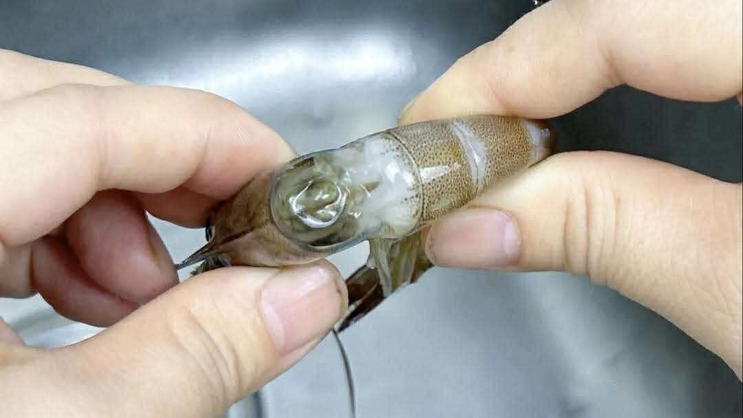 Có nên bỏ chỉ tôm không? Một ngư dân 60 tuổi xua tay "đừng làm thế nữa, chưa đủ đâu!"- Ảnh 4.