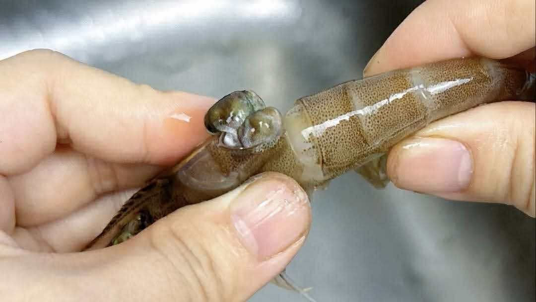 Có nên bỏ chỉ tôm không? Một ngư dân 60 tuổi xua tay "đừng làm thế nữa, chưa đủ đâu!"- Ảnh 5.