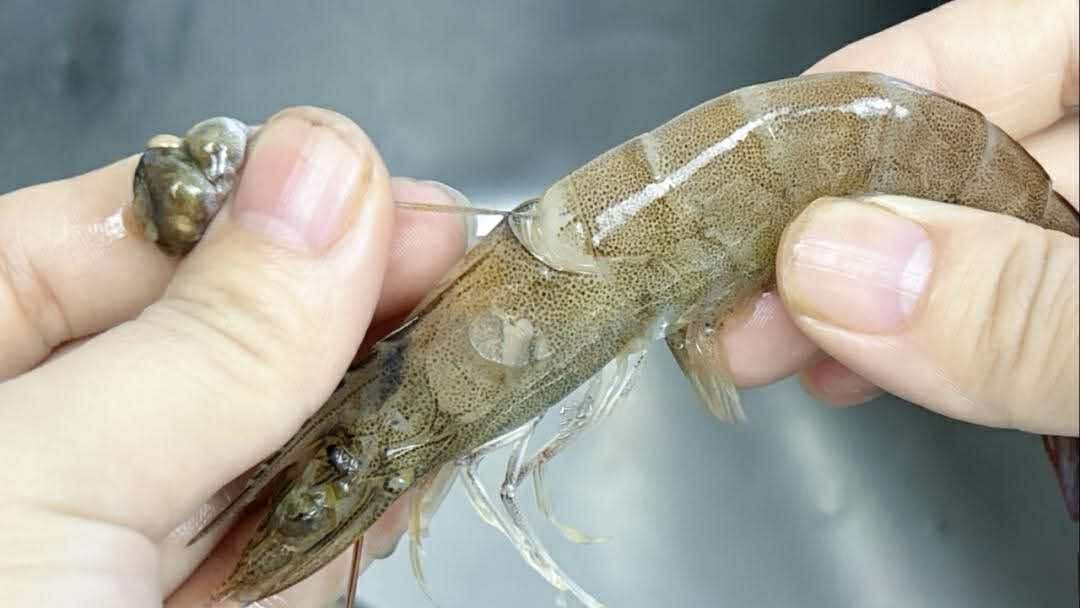 Có nên bỏ chỉ tôm không? Một ngư dân 60 tuổi xua tay "đừng làm thế nữa, chưa đủ đâu!"- Ảnh 6.