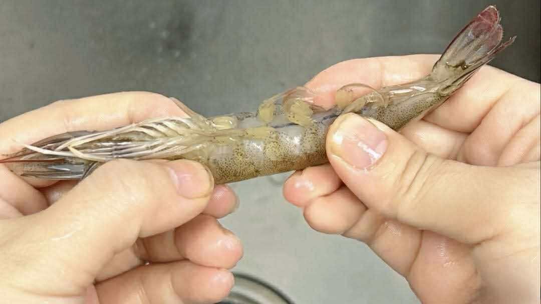 Có nên bỏ chỉ tôm không? Một ngư dân 60 tuổi xua tay "đừng làm thế nữa, chưa đủ đâu!"- Ảnh 7.