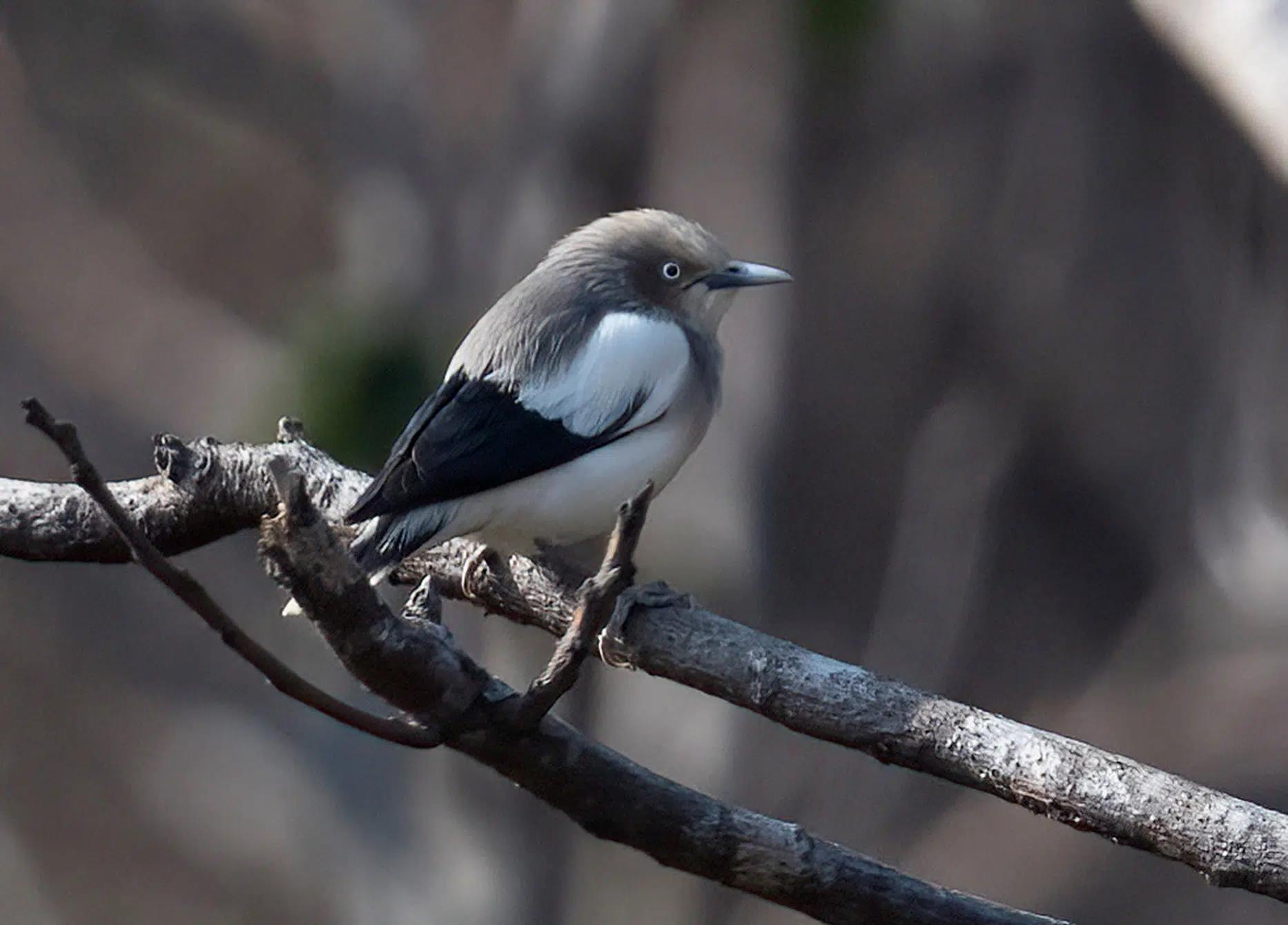 Khảo sát suốt nửa năm, phát hiện 27 "báu vật" lạ ở Vườn quốc gia Bái Tử Long: Một số cực quý hiếm, đang bên bờ tuyệt chủng- Ảnh 3.