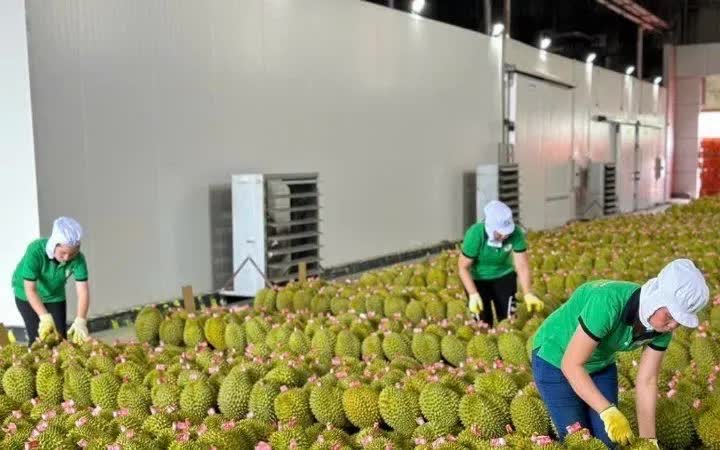 Xuất khẩu sầu riêng ghi nhận mức tăng mạnh Xuất khẩu sầu riêng ghi nhận mức tăng mạnh