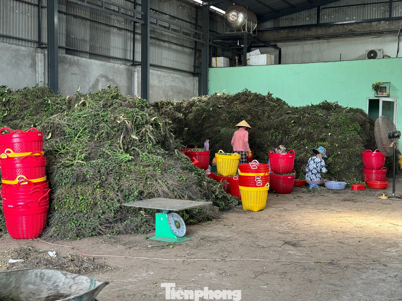 Cau rớt giá thảm hại vì thương lái Trung Quốc bất ngờ 'quay xe'- Ảnh 5. Cau rớt giá thảm hại vì thương lái Trung Quốc bất ngờ 'quay xe'- Ảnh 5.