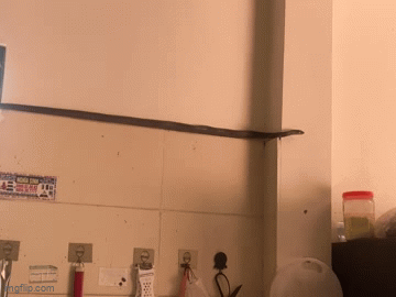 Chủ nhà ở Phú Thọ kinh hãi khi thấy rắn dài hơn 1m bò trong bếp, khoảnh khắc rơi xuống khiến ai nấy đứng tim- Ảnh 1. Chủ nhà ở Phú Thọ kinh hãi khi thấy rắn dài hơn 1m bò trong bếp, khoảnh khắc rơi xuống khiến ai nấy đứng tim- Ảnh 1.