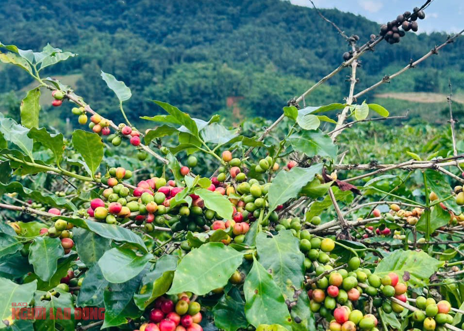 Giá cà phê hôm nay 21-10: Arabica leo đỉnh, Robusta Việt có cơ hội vàng- Ảnh 1. Giá cà phê hôm nay 21-10: Arabica leo đỉnh, Robusta Việt có cơ hội vàng- Ảnh 1.