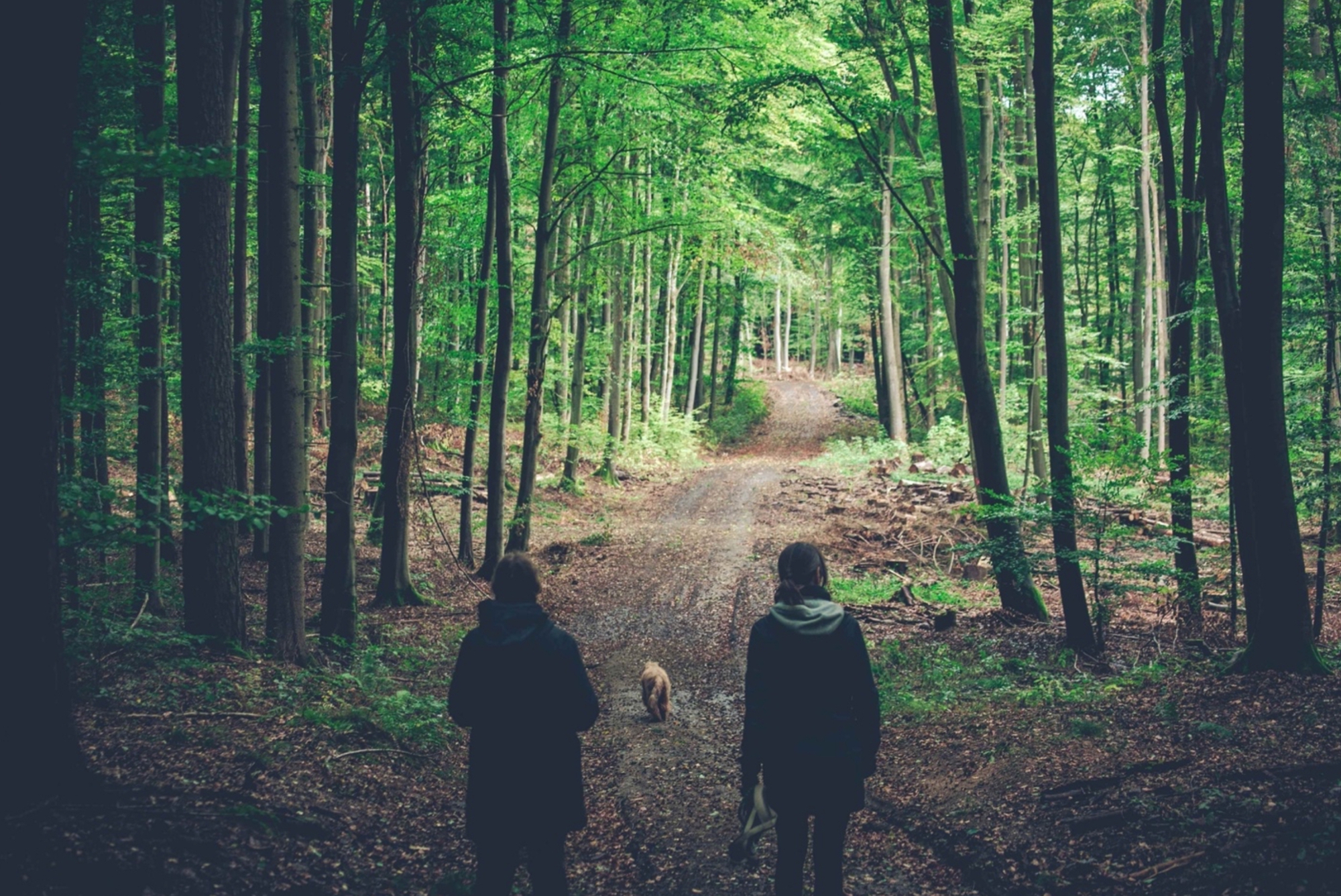 Giải mã 'Tắm rừng' - liệu pháp phục hồi, cải thiện sức khỏe được Bill Gates, công nương Kate cực ưa chuộng- Ảnh 4.