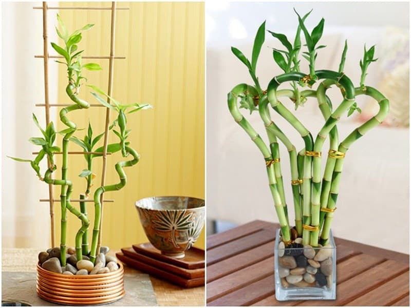 7 loài cây trồng trước nhà hút tiền như nam châm: Tôi ước tất cả mọi người đều biết- Ảnh 1. 7 loài cây trồng trước nhà hút tiền như nam châm: Tôi ước tất cả mọi người đều biết- Ảnh 1.