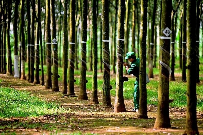 Hái "quả ngọt" từ Campuchia: Doanh nghiệp ngành cao su lãi đột biến tăng 60%- Ảnh 1. Hái "quả ngọt" từ Campuchia: Doanh nghiệp ngành cao su lãi đột biến tăng 60%- Ảnh 1.