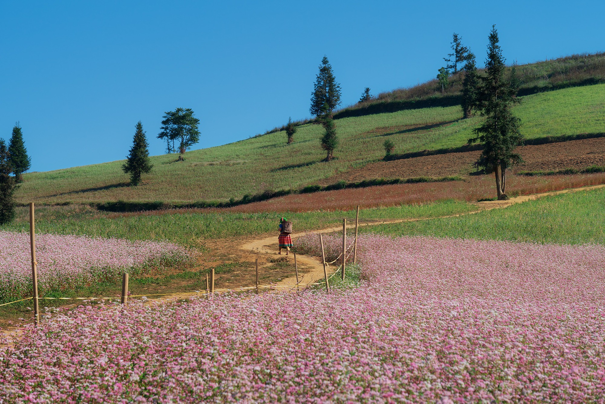Trời trở lạnh và Hà Giang đã vào mùa đẹp nhất, đi ngay thôi còn do dự là lỡ mất!- Ảnh 6. Trời trở lạnh và Hà Giang đã vào mùa đẹp nhất, đi ngay thôi còn do dự là lỡ mất!- Ảnh 6.