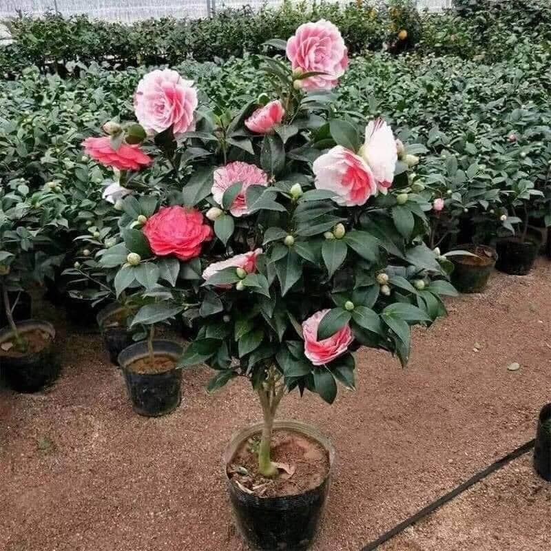 Trồng đúng loài cây này trước cửa: Gia đạo vững như núi, đời con cháu càng ở càng thịnh- Ảnh 2. Trồng đúng loài cây này trước cửa: Gia đạo vững như núi, đời con cháu càng ở càng thịnh- Ảnh 2.
