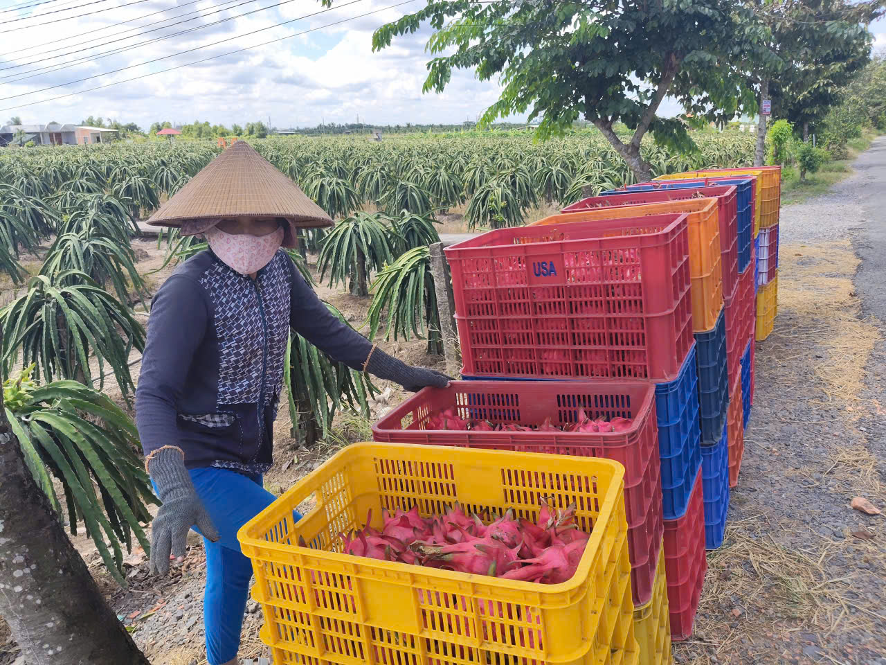 Giá nông thủy sản miền Tây: Trái thanh long "bán rẻ như cho" tại vườn- Ảnh 2. Giá nông thủy sản miền Tây: Trái thanh long "bán rẻ như cho" tại vườn- Ảnh 2.