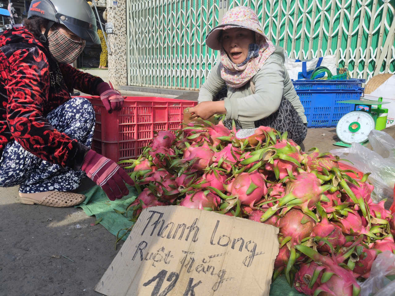 Giá nông thủy sản miền Tây: Trái thanh long "bán rẻ như cho" tại vườn- Ảnh 3. Giá nông thủy sản miền Tây: Trái thanh long "bán rẻ như cho" tại vườn- Ảnh 3.