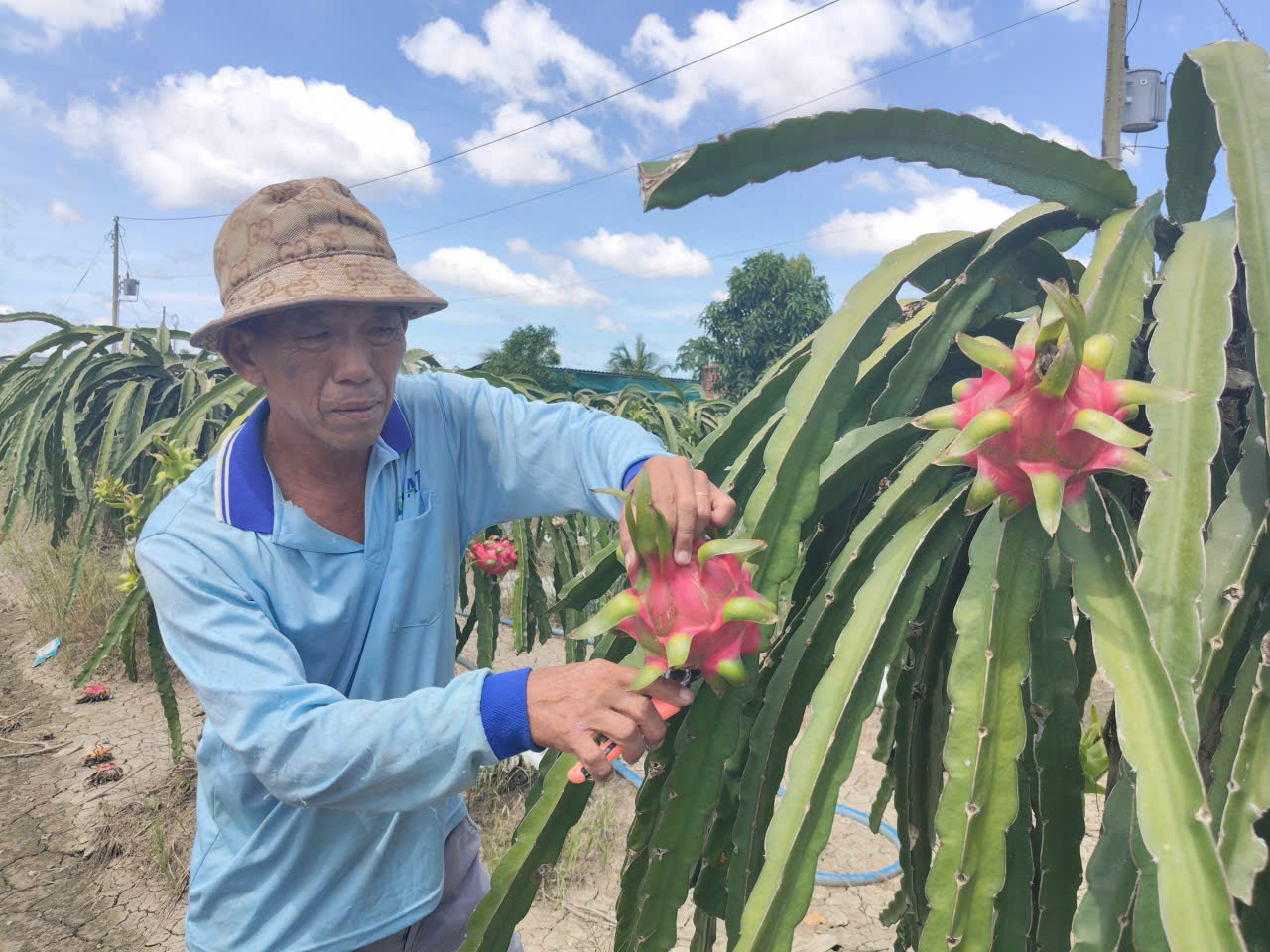 Giá nông thủy sản miền Tây: Trái thanh long "bán rẻ như cho" tại vườn- Ảnh 1. Giá nông thủy sản miền Tây: Trái thanh long "bán rẻ như cho" tại vườn- Ảnh 1.