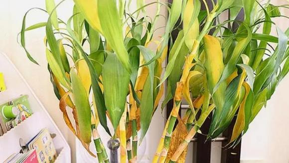 Tôi bỏ cây phát tài ra khỏi phòng khách vì quá mệt mỏi với thứ nó mang lại- Ảnh 2. Tôi bỏ cây phát tài ra khỏi phòng khách vì quá mệt mỏi với thứ nó mang lại- Ảnh 2.