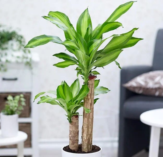 Tôi bỏ cây phát tài ra khỏi phòng khách vì quá mệt mỏi với thứ nó mang lại- Ảnh 1. Tôi bỏ cây phát tài ra khỏi phòng khách vì quá mệt mỏi với thứ nó mang lại- Ảnh 1.
