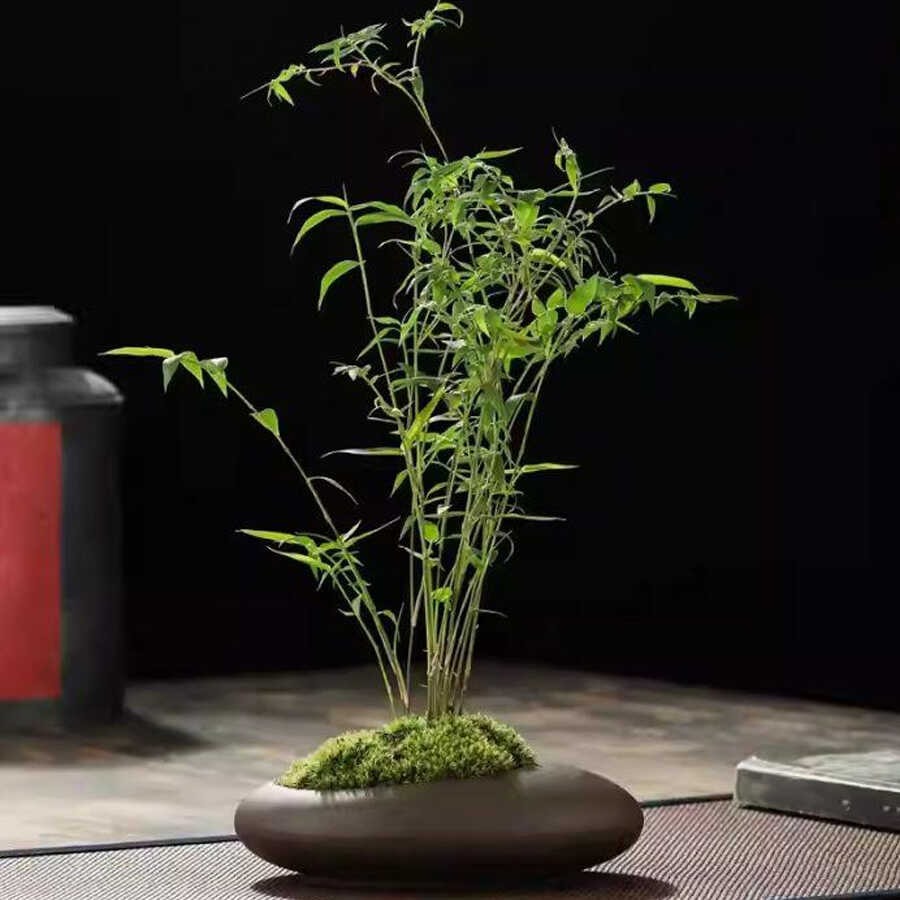 7 cây trồng hướng Nam giúp vận khí hanh thông, tiền của vào như nước- Ảnh 1.