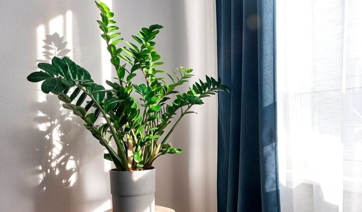 7 cây trồng hướng Nam giúp vận khí hanh thông, tiền của vào như nước- Ảnh 2.