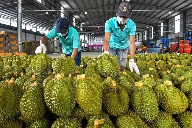 Động lực giúp xuất khẩu rau quả ngược dòng cán mốc kỷ lục- Ảnh 1. Động lực giúp xuất khẩu rau quả ngược dòng cán mốc kỷ lục- Ảnh 1.