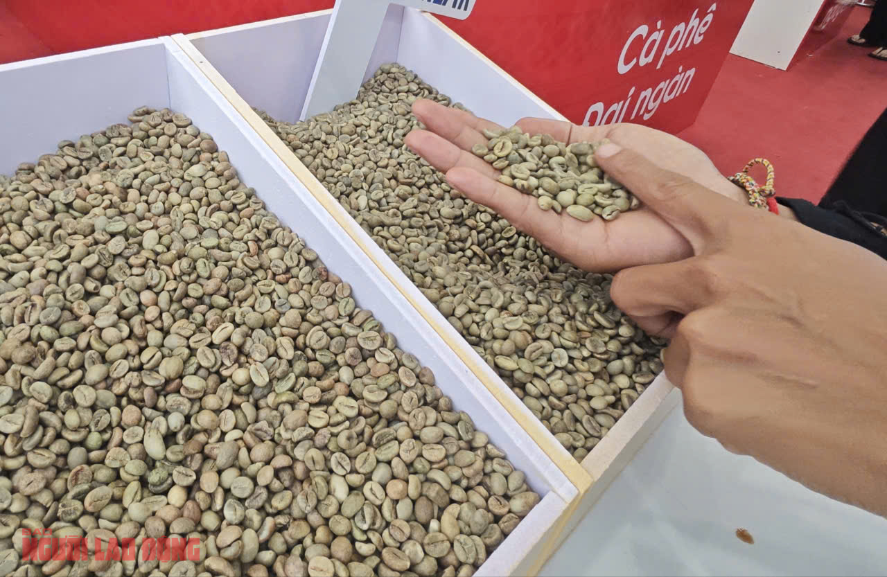 Giá cà phê hôm nay 25-10: Hồi phục và điểm lạ của thị trường số 1- Ảnh 1. Giá cà phê hôm nay 25-10: Hồi phục và điểm lạ của thị trường số 1- Ảnh 1.