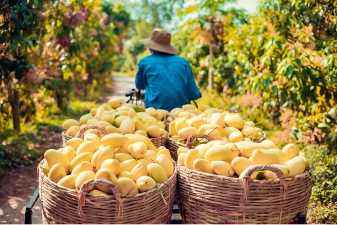 Một loại quả bất ngờ tăng giá gấp đôi, nông dân “hái vàng”, thu tiền triệu mỗi công- Ảnh 1. Một loại quả bất ngờ tăng giá gấp đôi, nông dân “hái vàng”, thu tiền triệu mỗi công- Ảnh 1.