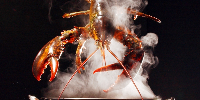 Vì sao pháp luật Thuỵ Sĩ cấm thả tôm hùm sống vào nước sôi?- Ảnh 3.