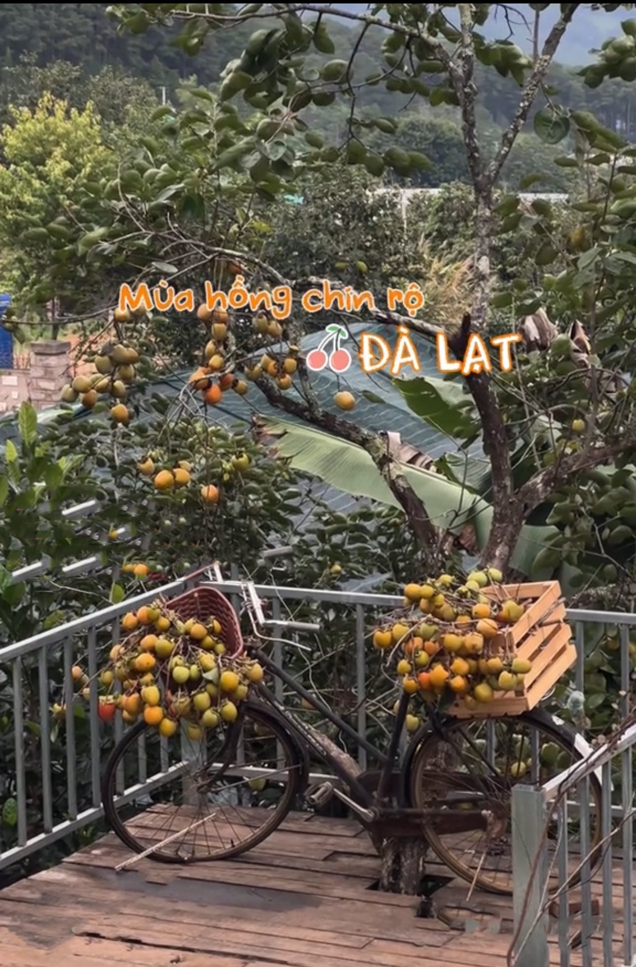 Ở Đà Lạt có một quán cà phê khiến Tăng Thanh Hà “phải lòng”: Hồng sai rợp trời, đẹp như một giấc mộng- Ảnh 5. Ở Đà Lạt có một quán cà phê khiến Tăng Thanh Hà “phải lòng”: Hồng sai rợp trời, đẹp như một giấc mộng- Ảnh 5.