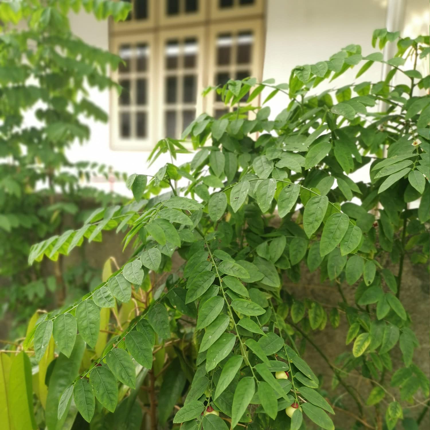 Tưởng thịt bò là “vua” sắt, hóa ra vẫn thua loại rau người Việt trồng đầy góc vườn: Hạ huyết áp, giải độc- Ảnh 2. Tưởng thịt bò là “vua” sắt, hóa ra vẫn thua loại rau người Việt trồng đầy góc vườn: Hạ huyết áp, giải độc- Ảnh 2.