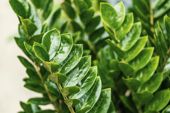 Những cây phong thủy hợp với người tuổi Tuất- Ảnh 1.