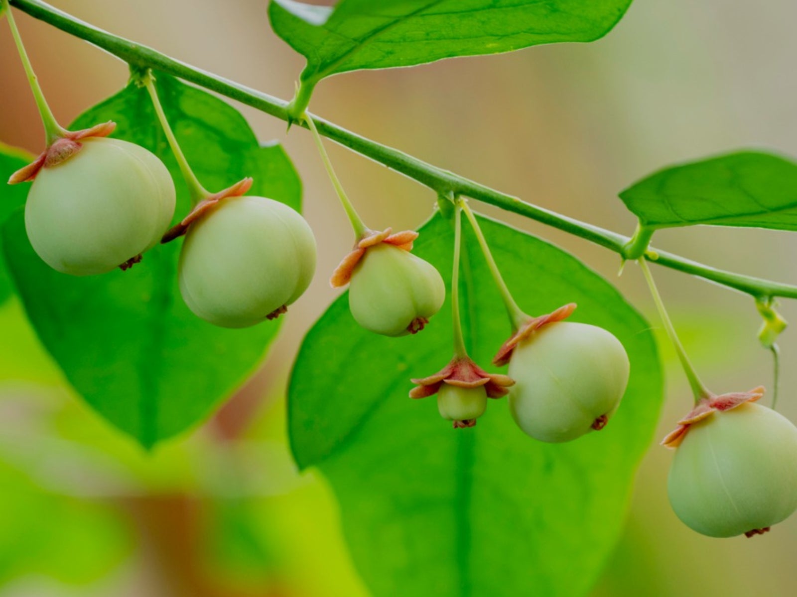 Tưởng thịt bò là “vua” sắt, hóa ra vẫn thua loại rau người Việt trồng đầy góc vườn: Hạ huyết áp, giải độc- Ảnh 3. Tưởng thịt bò là “vua” sắt, hóa ra vẫn thua loại rau người Việt trồng đầy góc vườn: Hạ huyết áp, giải độc- Ảnh 3.