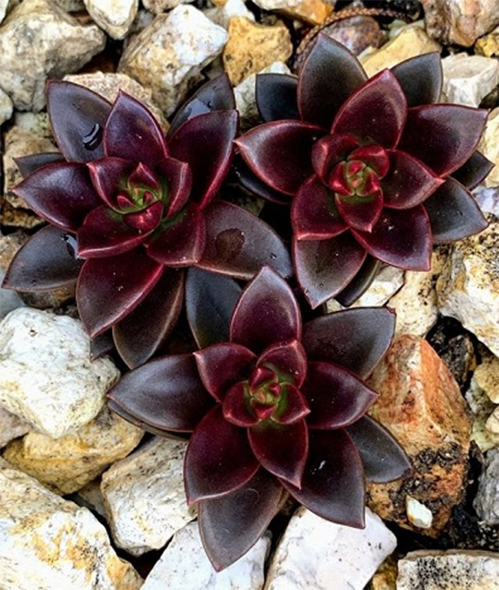 Những cây phong thủy hợp với người tuổi Tuất- Ảnh 3.