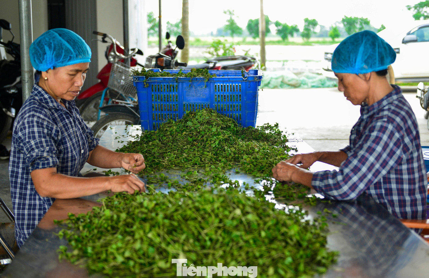 Nông dân Thanh Hóa giàu lên nhờ rau má- Ảnh 3. Nông dân Thanh Hóa giàu lên nhờ rau má- Ảnh 3.