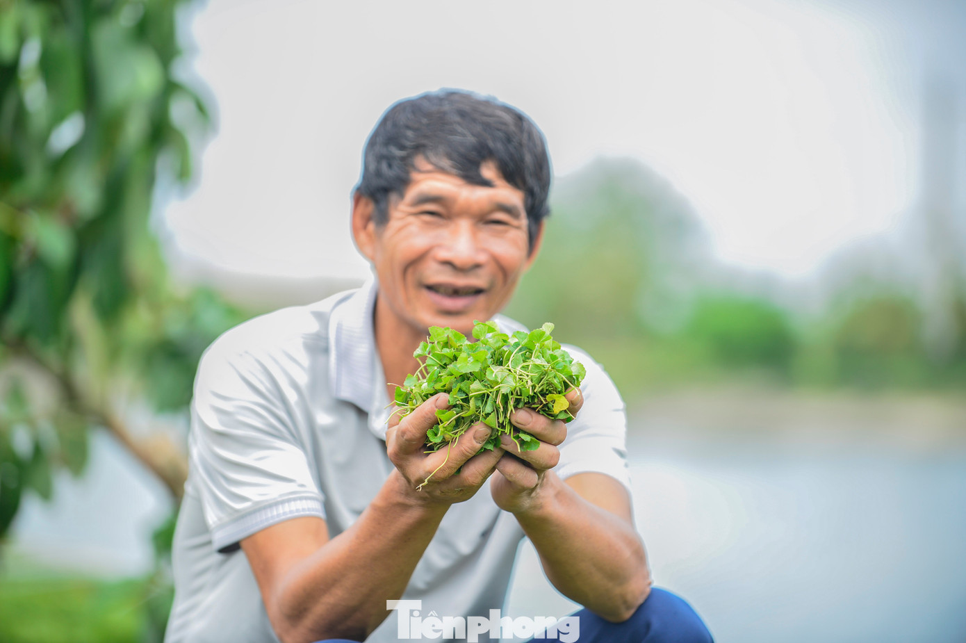 Nông dân Thanh Hóa giàu lên nhờ rau má- Ảnh 10. Nông dân Thanh Hóa giàu lên nhờ rau má- Ảnh 10.