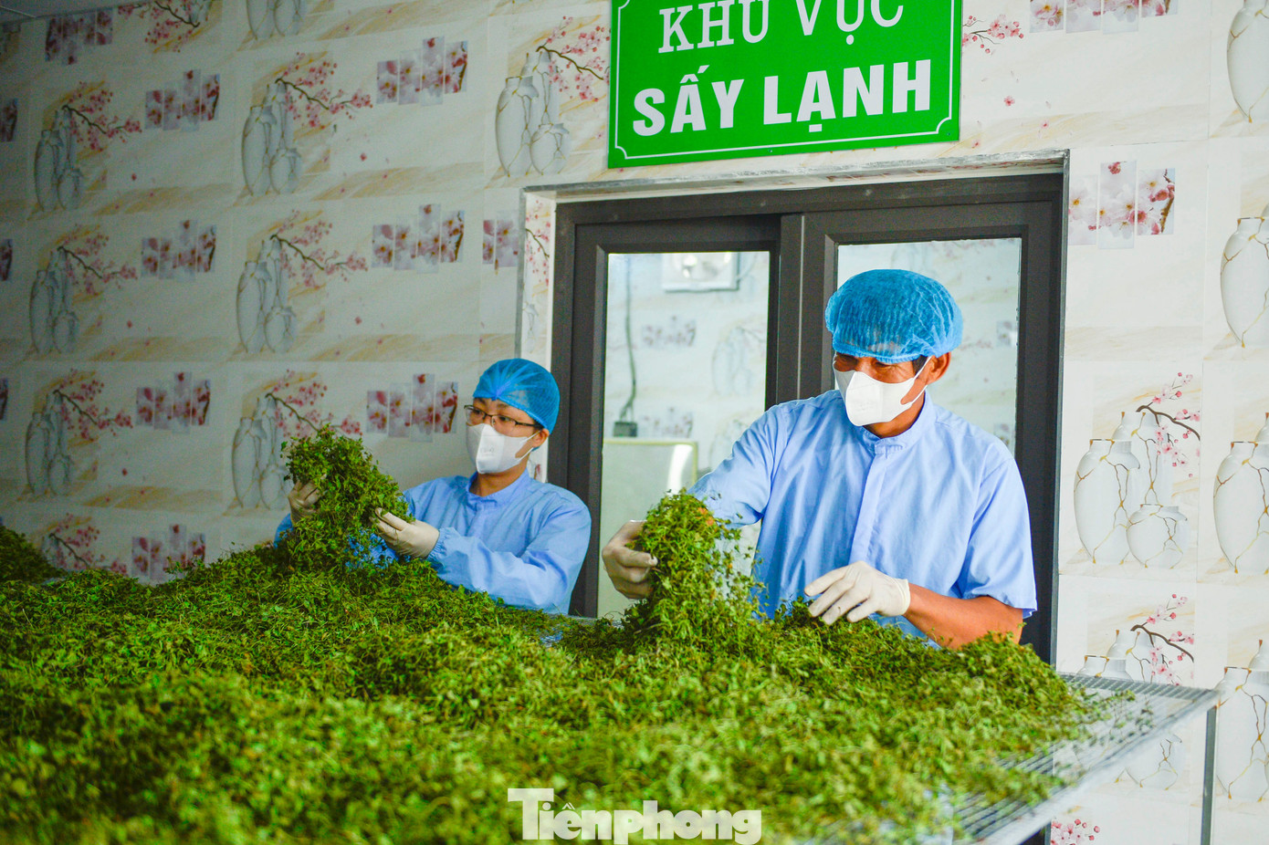 Nông dân Thanh Hóa giàu lên nhờ rau má- Ảnh 6. Nông dân Thanh Hóa giàu lên nhờ rau má- Ảnh 6.