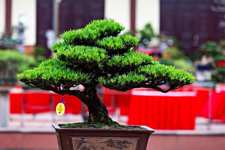 Những cây phong thủy hợp với người tuổi Tuất- Ảnh 4.