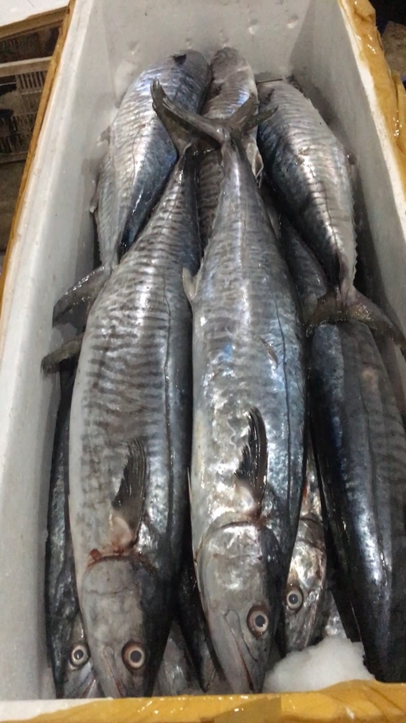 3 loại cá  3 loại cá