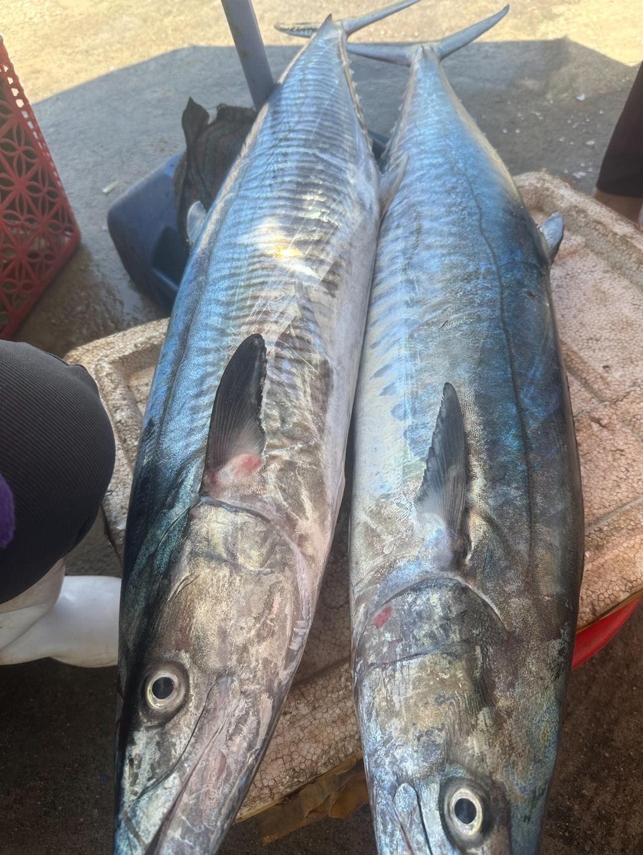 3 loại cá  3 loại cá