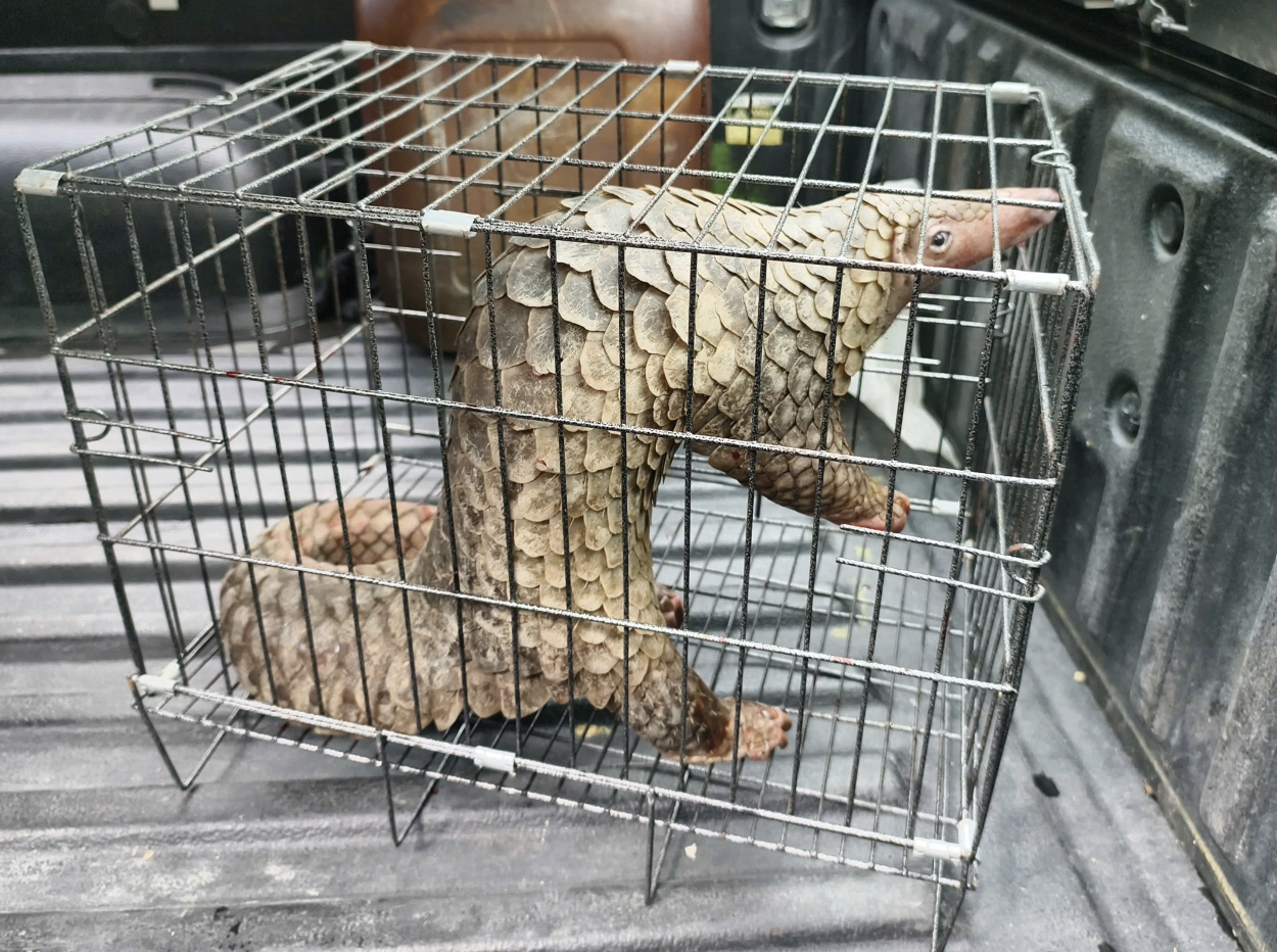 Thấy con vật trong sách đỏ bò giữa đường TP.HCM, người đàn ông lập tức làm ngay việc này!- Ảnh 1. Phát hiện