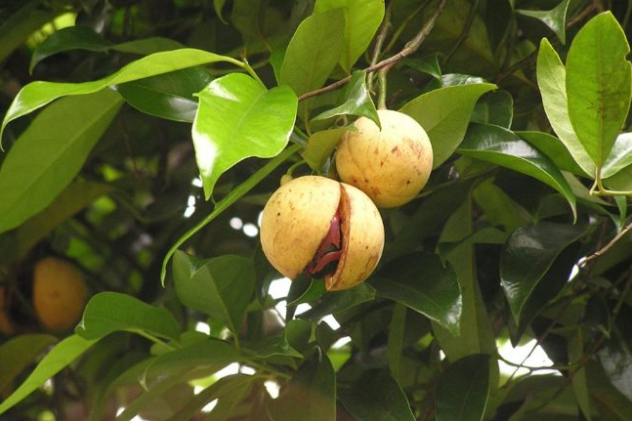 Một loại gia vị triệu đô thế giới rất hiếm nhưng Việt Nam trồng bạt ngàn: 31 quốc gia liên tục săn đón, nước ta xuất khẩu hơn 3.000 tấn- Ảnh 1. Một loại gia vị triệu đô thế giới rất hiếm nhưng Việt Nam trồng bạt ngàn: 31 quốc gia liên tục săn đón, nước ta xuất khẩu hơn 3.000 tấn- Ảnh 1.