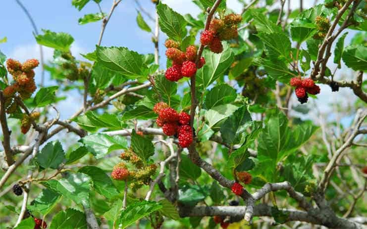 Đừng trồng 2 cây này trong nhà kẻo vận xui bủa vây, con cháu khốn đốn- Ảnh 1.